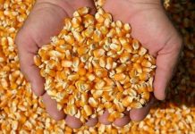 Futuros do milho seguem recuando nas Bolsas nesta 5ª feira