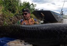 Pescadores fisgam pirarucu de mais 2 metros e 100 quilos no Rio Madeira em RO