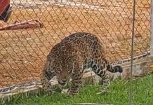 Onça-pintada que invadiu aeroporto morre após ser capturada em Vilhena