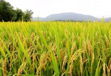 Abiarroz e ApexBrasil promovem arroz beneficiado brasileiro na Sial Canadá 2022