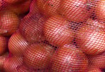 CEBOLA/CEPEA: Ituporanga registra alta expressiva nos preços