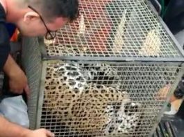 VÍDEOS: ação conjunta captura onça-pintada que invadiu aeroporto de Vilhena