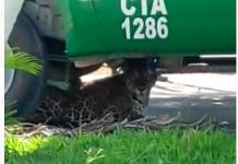 VÍDEO: onça pintada no aeroporto mobiliza bombeiros e órgãos ambientais em Vilhena