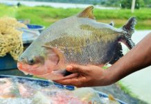 Setur participa de “Festival de Peixes da Amazônia”, RO é referência em produção de peixes no Brasil