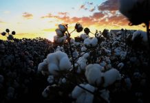 Algodão e o sorgo gigante boliviano é atração nas vitrines da 9ª edição da Rondônia Rural Show, em Ji-Paraná
