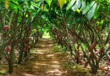 Comissão espanhola conhece técnicas adotadas na lavoura de cacau rondoniense; produção de alta qualidade é destacada