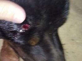 Cão é alvo de disparo de arma de fogo e caso vai parar na delegacia em Vilhena