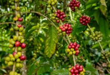 Abertas inscrições para 7° Concurso de “Qualidade e Sustentabilidade do Café” em RO