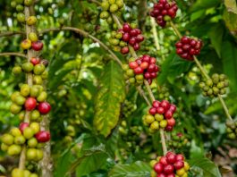 Abertas inscrições para 7° Concurso de “Qualidade e Sustentabilidade do Café” em RO