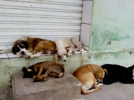 Sábado “Amor de 4 Patas” realiza bazar beneficente em Vilhena