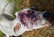 VÍDEO: Em Cerejeiras, criminoso mata vaca a tiro, mas não carneia animal