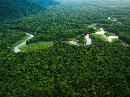 Projeto “Floresta Amazônia” financia ações de conservação em RO