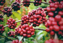 Café conilon ainda sente pressão de mais oferta no Vietnã e recua em Londres nesta 2ªfeira