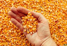 Milho abre segunda-feira com novos recuos nas Bolsas