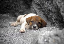 Para arrecadar fundos, “Amor de 4 Patas” realiza bazar e feira de adoção; dívidas ultrapassa R$ 25 mil em Vilhena