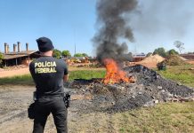 PF incinera cerca de 150 quilos de entorpecentes em Guajará-Mirim