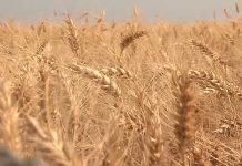 Paraná conclui plantio de trigo com safra em boas condições; colheita de milho vai a 30%