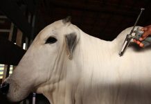 Encontro discute Programa Nacional de Vigilância para a Febre Aftosa