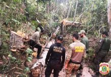 CONE SUL: PF e PM realizam ação na terra indígena Tubarão Latundê e inutiliza equipamentos para extração ilícita de madeira