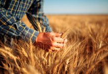 Adoção de boas práticas pode aumentar produção de trigo em 1,5 milhão de toneladas no Brasil
