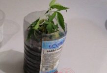 Em Vilhena, durante registro de ocorrência de violência doméstica, mulher conta à polícia que marido cultivava maconha em casa