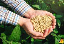 SOJA: mercado em Chicago dá sequências às baixas nesta 4ª com foco na safra americana