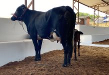 Maior concurso leiteiro de Rondônia tem início nesta quinta-feira na 34ª Expocol