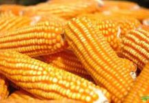 Milho abre a 4ª feira estendendo leves perdas na B3