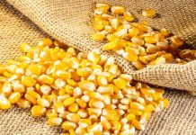 Preços futuros do milho perdem força e Bolsas recuam nesta 2ªfeira