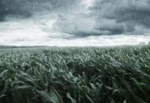 Chuvas começam a chegar aos poucos na região Central e previsões são otimistas para os próximos dias