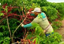 Em dia de volatilidade no financeiro, café volta a recuar mais de 600 pontos em NY
