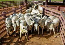 Redução de ICMS para saída de gado bovino é prorrogada pelo governador Marcos Rocha; leia decreto