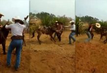 MAUS-TRATOS: promotor instaura inquérito por supostas agressões em animal durante cavalgada em distrito de Cacoal