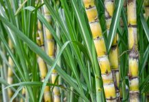 Açúcar opera com perdas nas bolsas de NY e Londres nesta manhã de 5ª feira