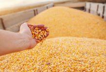 Futuros do milho abrem segunda-feira altistas nas Bolsas