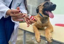 VACINAÇÃO: Vigilância Sanitária não atinge meta e nova campanha antirrábica será neste sábado em Vilhena