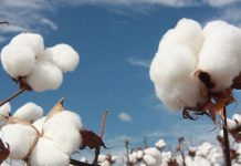 Algodão salta até 20% na semana em NY, mas cenário é frágil e exige proteção do produtor