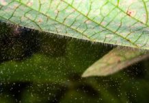 Safra 22/23 de soja registra primeiros casos de ferrugem asiática