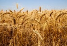 Colheita do trigo avança no RS e estado deve confirmar safra recorde