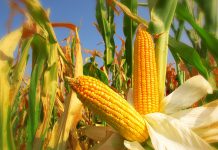 Futuros do milho fecham semana acumulando perda de 2% na B3