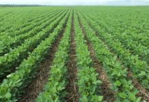 No Brasil, 32% dos solos têm potencial natural para a agricultura