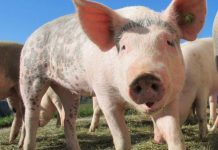 Produção recorde de suínos e demanda fraca pressionam cotação em 2022