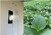 IFRO: Laboratório de Fitopatologia auxilia produtores rurais no diagnóstico de ferrugem asiática em Colorado