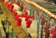 Peru e Equador declaram emergência após surtos de gripe aviária