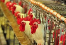 França registra mais nove surtos da gripe aviária