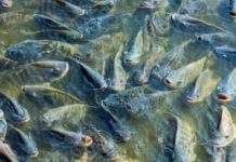 TRANSIÇÃO: GT da Pesca entrega relatório sobre o setor