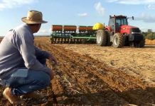 Plantio da soja em Mato Grosso encerra marcado pela irregularidade climática