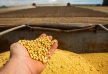 Ano foi marcado por quebra na safra de soja no Brasil