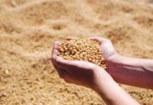 Preços agropecuários desaceleraram, aponta Ipea