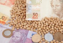 SOJA: preços caem com o dólar e prêmios também ficam baixos